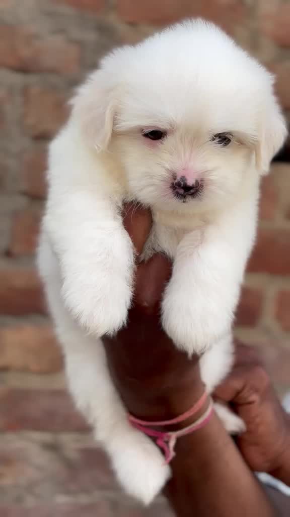 Lhasa Apso Puppies, farm video