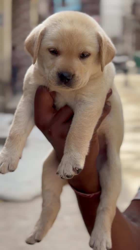 Beagle Black & Tan Puppy, farm video