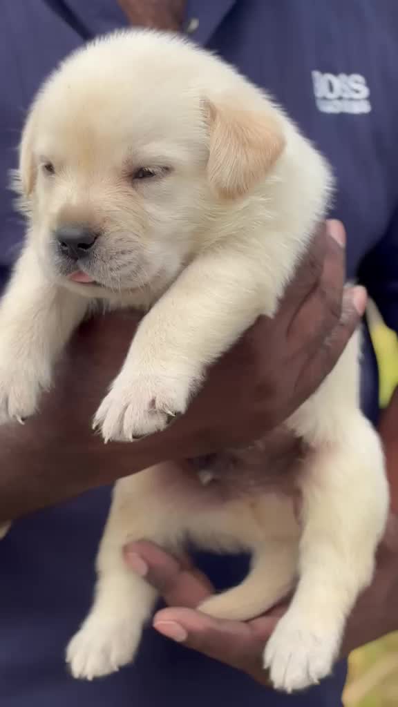 Beagle Black & Tan Puppy, farm video