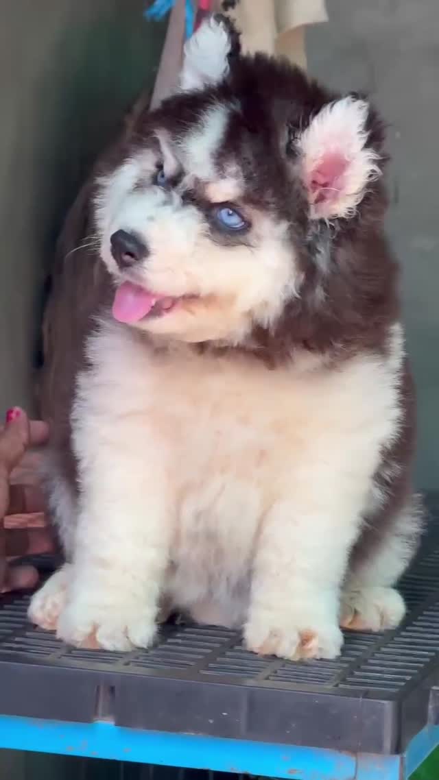 Siberian Husky Puppy | Black & White Color, farm video