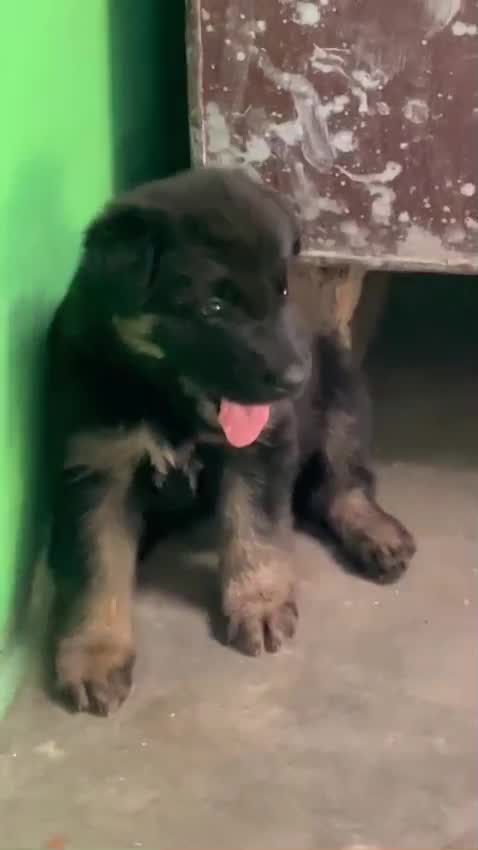German Shepherd Puppy, farm video