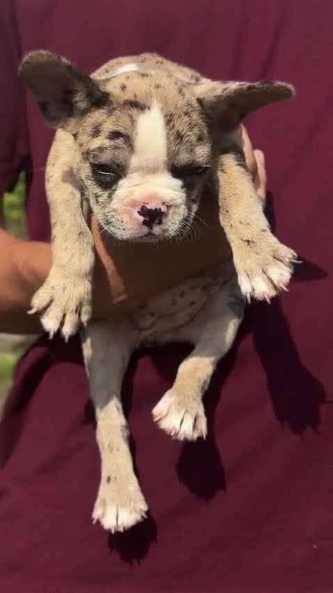 French Bulldog Puppy | Blue, farm video