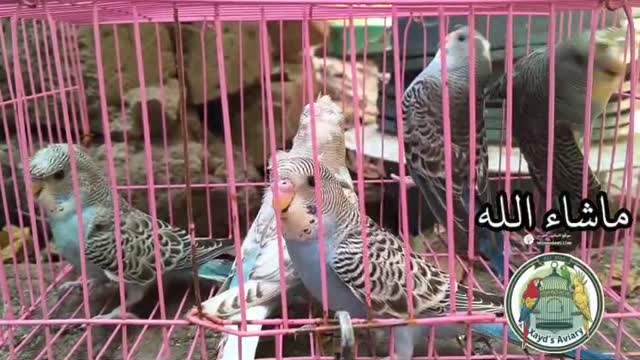 Homer Pigeon, farm video