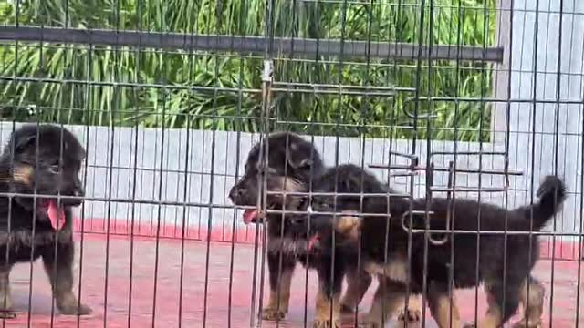 German Shepherd Puppy, farm video