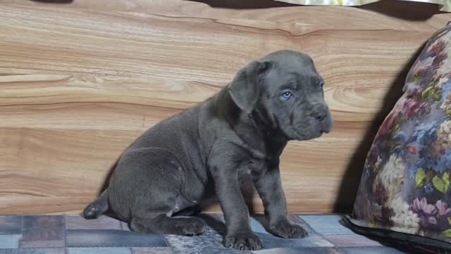 Cane Corso Puppy, farm video