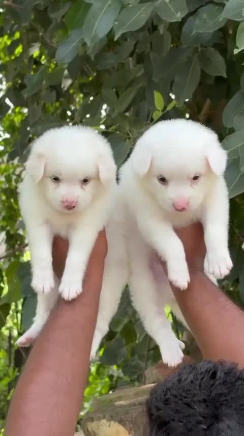 Culture Pom Puppy | White Color, farm video