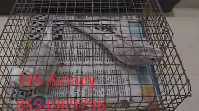 Cockatiel, farm video