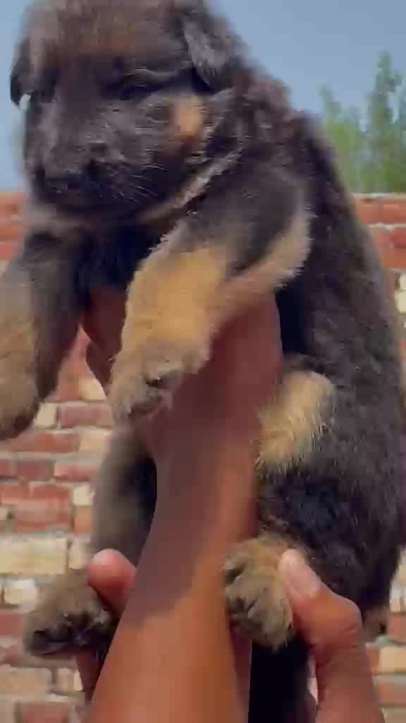 German Shepherd Puppy, farm video