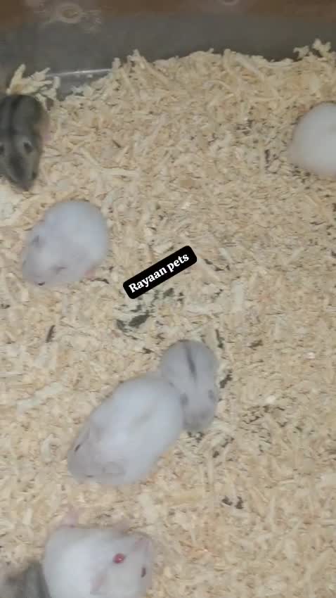 Dwarf Hamster Babies | Adults, farm video