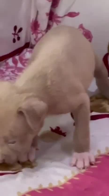 American Bully Standard Size Puppy, farm video