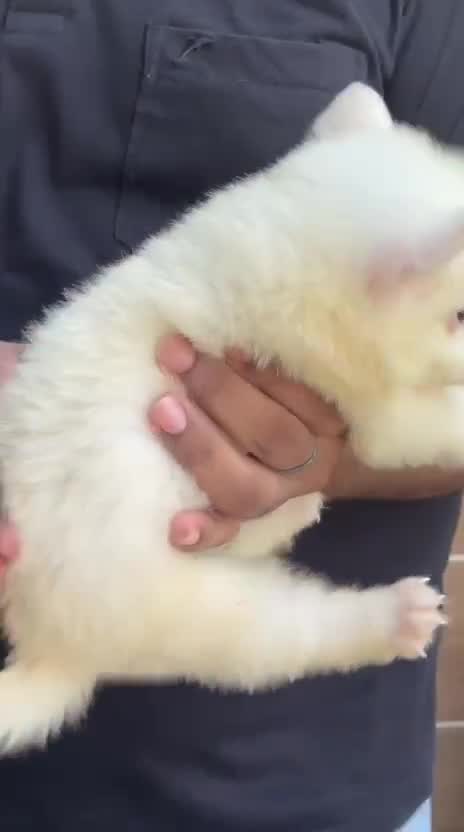 German Shepherd Puppy, farm video
