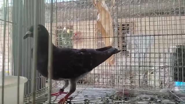 Homer Pigeon, farm video