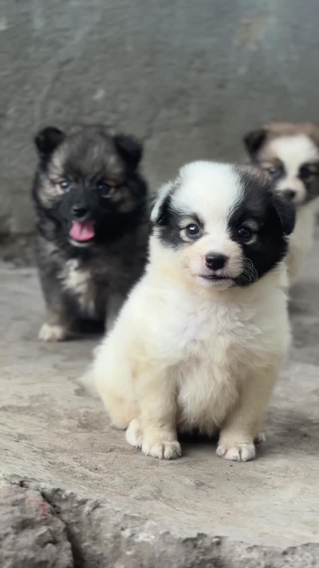 Culture Pom Puppy | White Color, farm video
