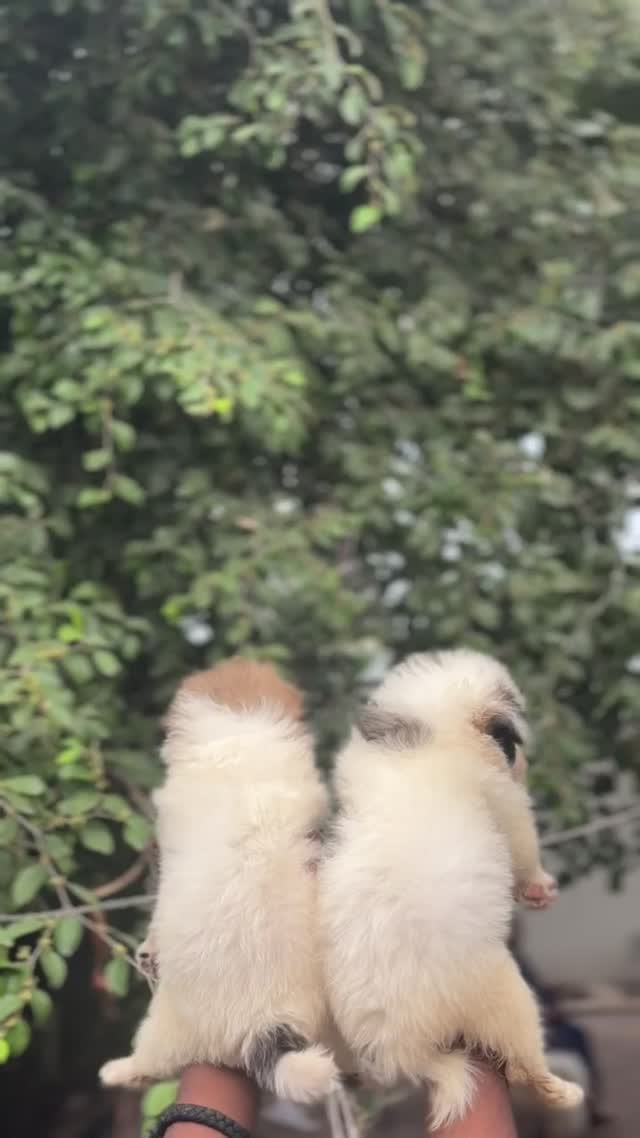 Culture Pom Puppy | White Color, farm video