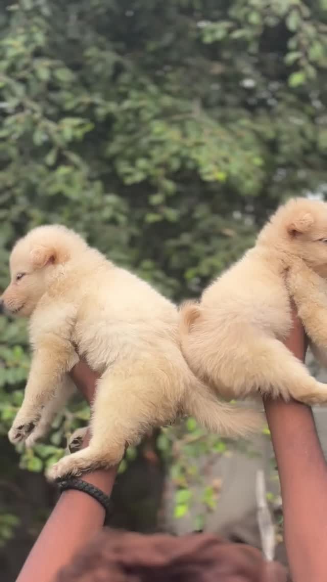 Culture Pom Puppy | White Color, farm video