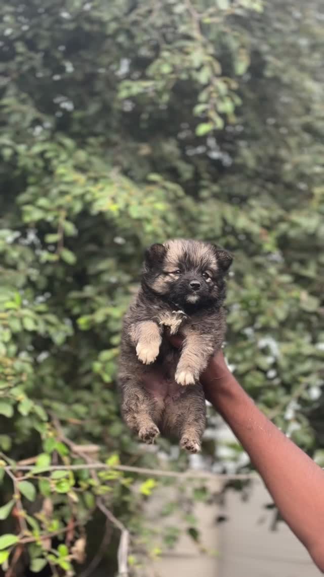 Culture Pom Puppy | White Color, farm video