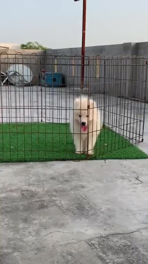 Samoyed Puppy | White, farm video
