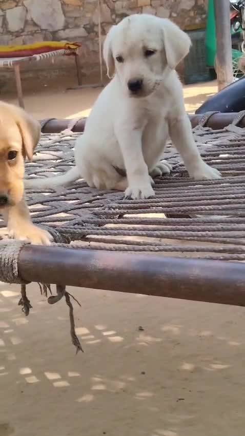 Beagle Black & Tan Puppy, farm video