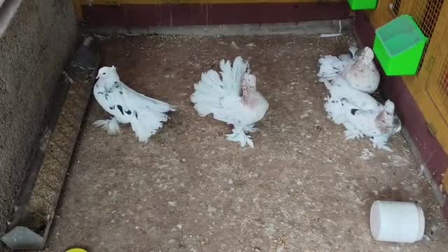 Homer Pigeon, farm video