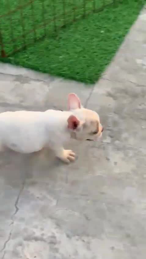 English Bull Dog Puppy, farm video