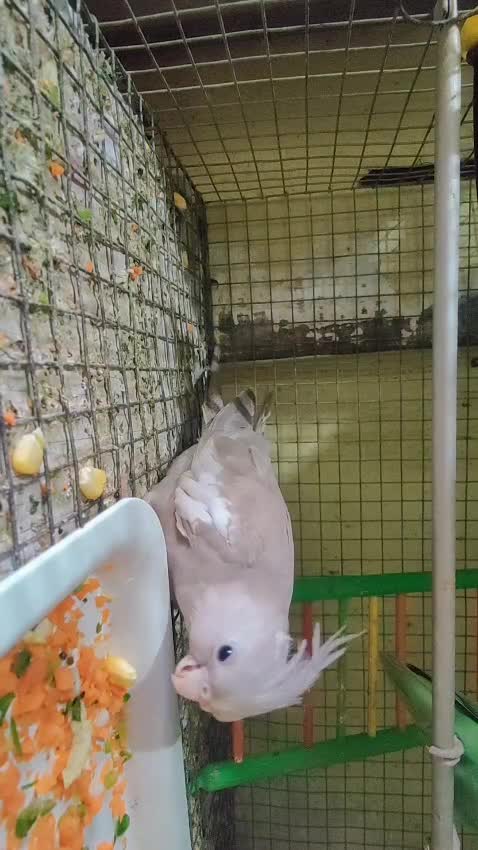 Cockatiel, farm video
