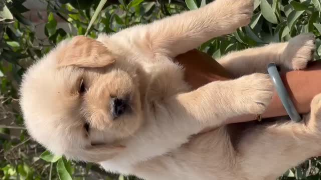 Golden Retriever, farm video