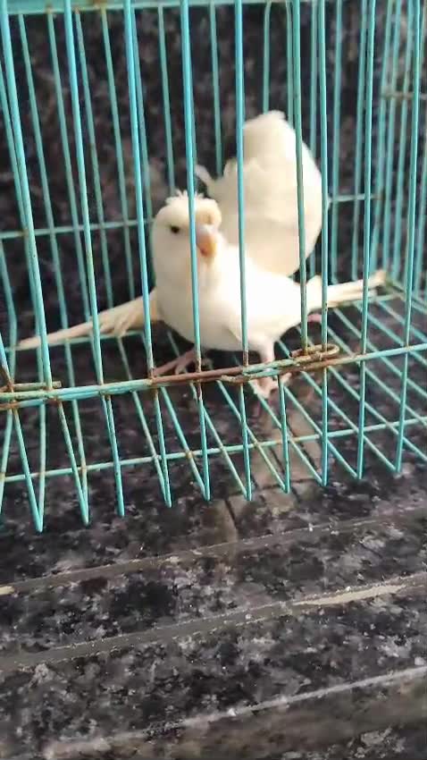 Helicopter Budgies, farm video