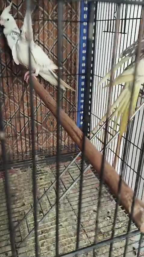 Cockatiel, farm video