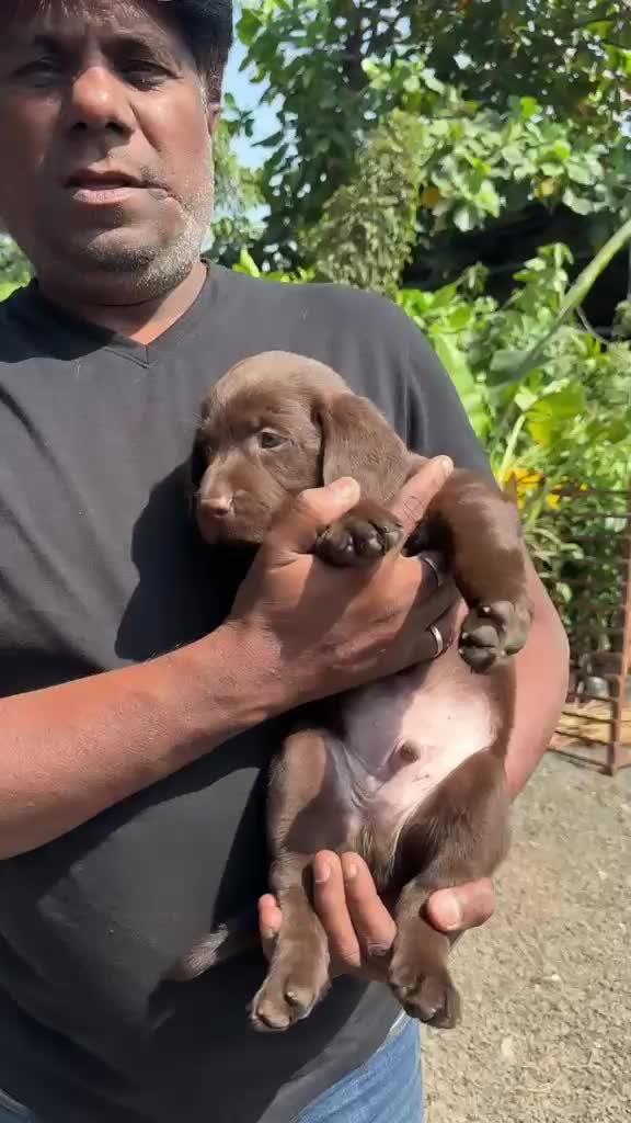 Beagle Black & Tan Puppy, farm video