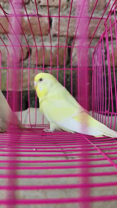 Budgies, farm video