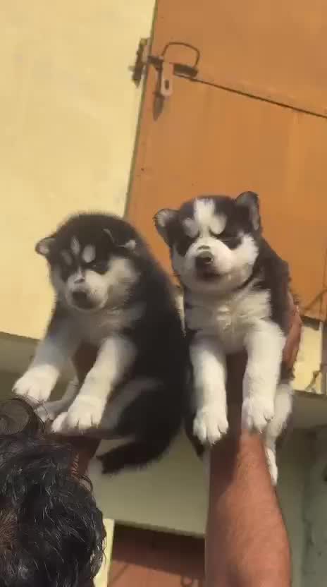 Siberian Husky Puppy | White Color, farm video