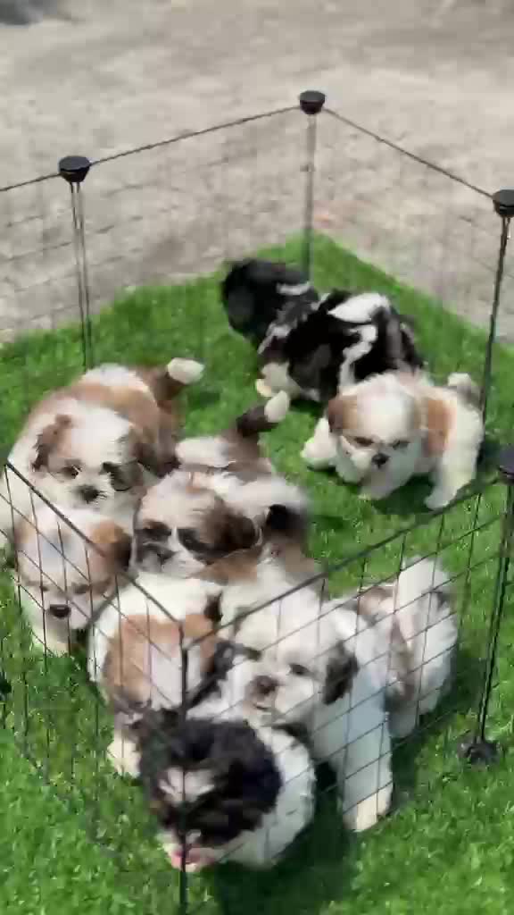 Shih Tzu Puppy Brown & White, farm video