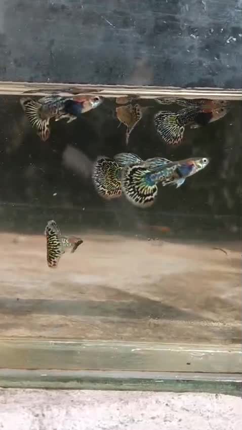 Bearded Dragon, farm video