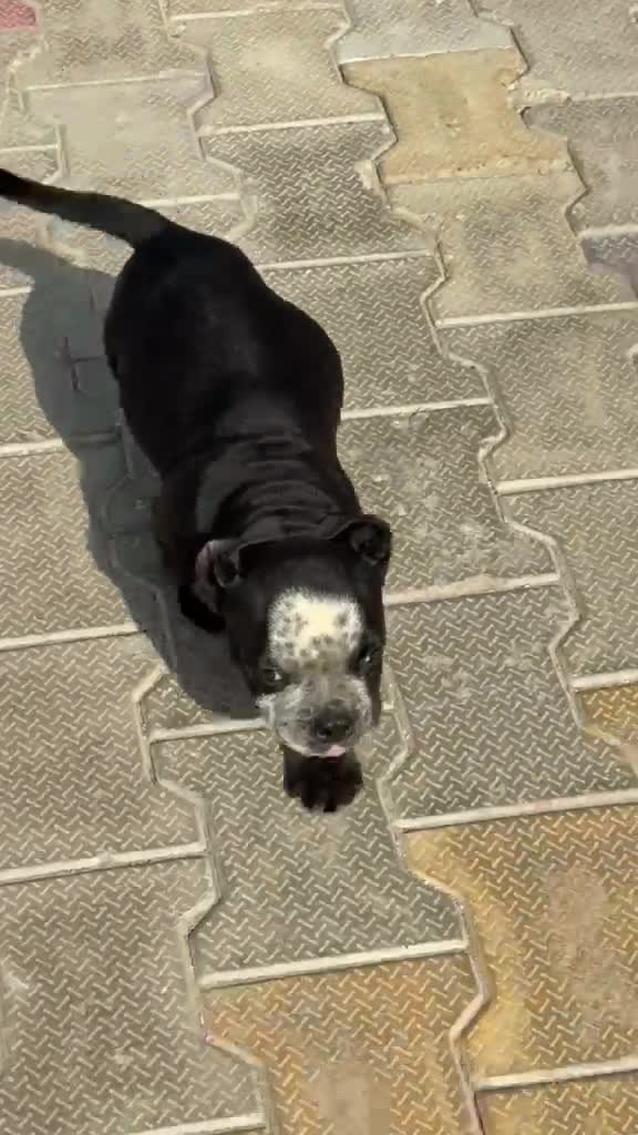 American Bully Pocket Size Puppy, farm video