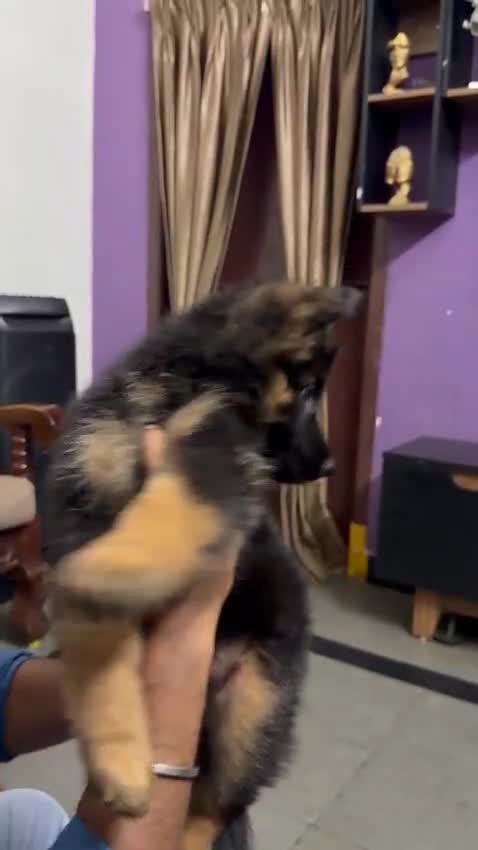 German Shepherd Puppy, farm video