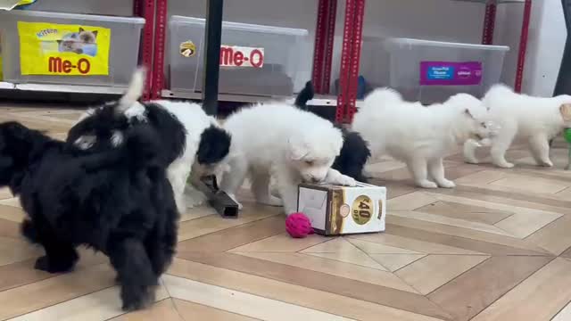 Culture Pom Puppy | White Color, farm video