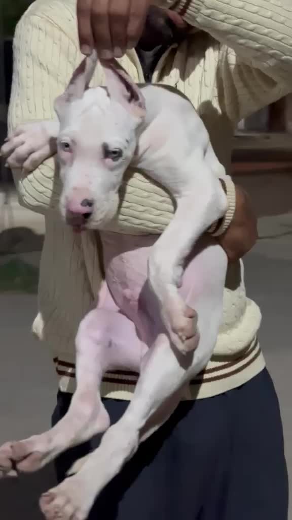 Great Dane Puppy, farm video
