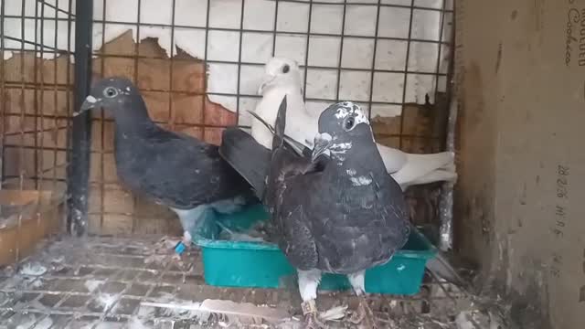 Homer Pigeon, farm video