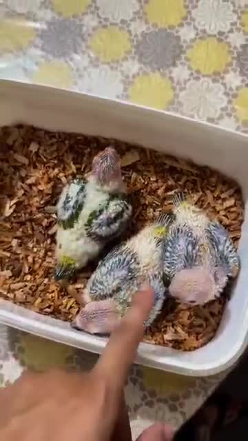 Sun Conure, farm video