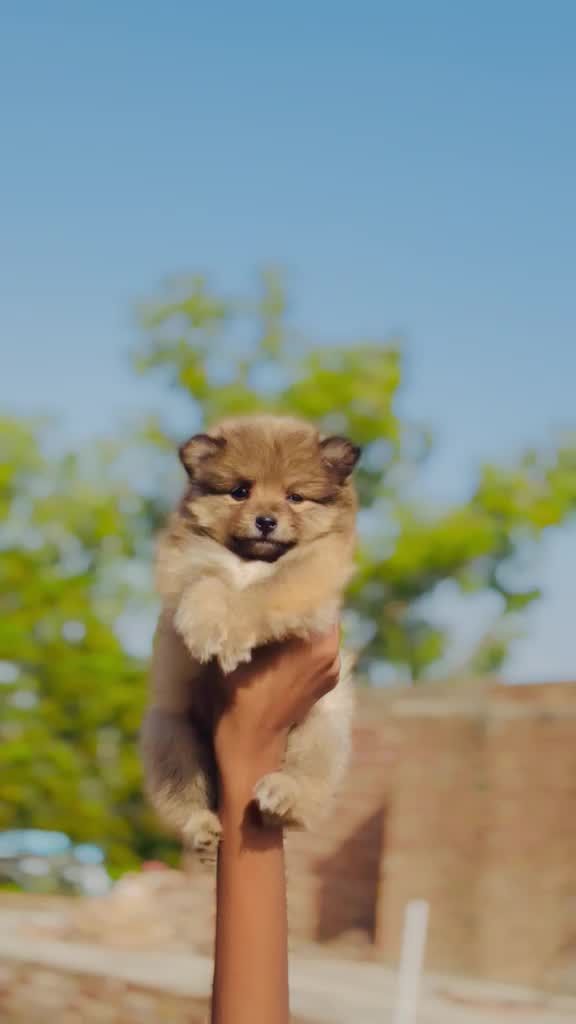 Toy Poodle Puppy, farm video