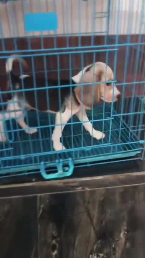 Beagle | Lemon & White | Puppy, farm video