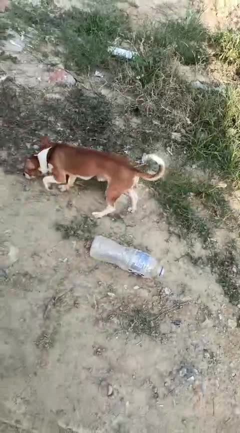 Chihuahua Puppy, farm video
