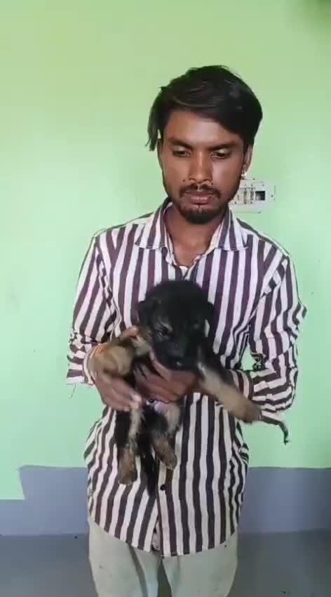 German Shepherd Puppy, farm video