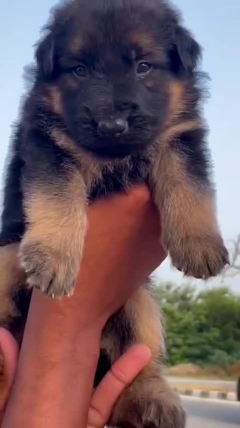 German Shepherd Puppy, farm video