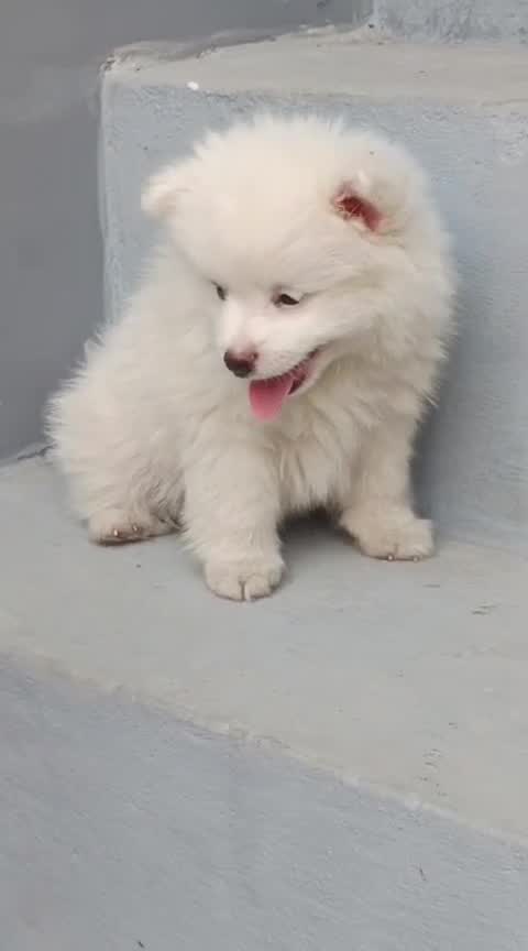 Culture Pom Puppy | White Color, farm video