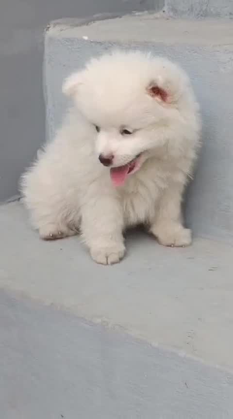 Culture Pom Puppy | White Color, farm video