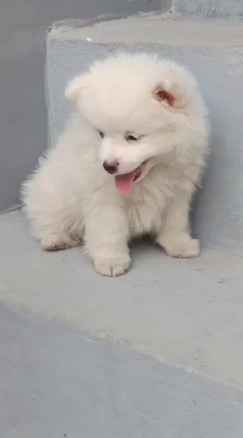 Culture Pom Puppy | White Color, farm video