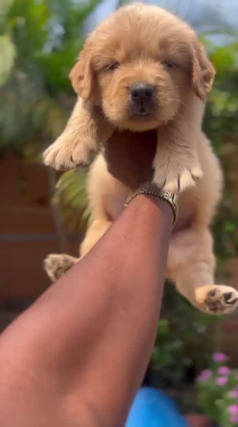 Golden Retriever, farm video