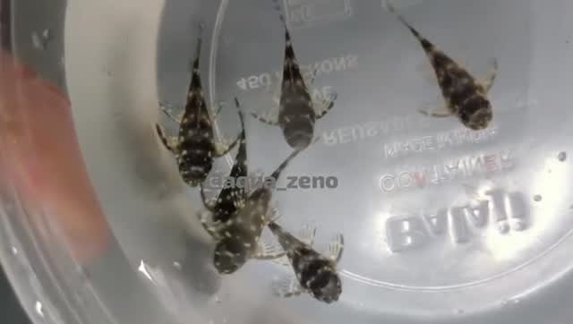 Angelfish, farm video