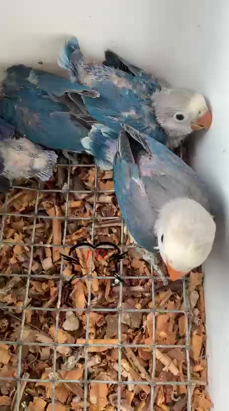 African Love Birds, farm video